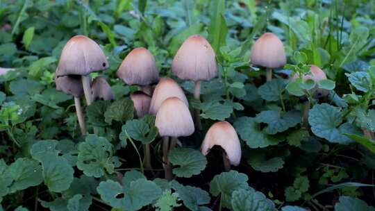 草地里长出的野蘑菇