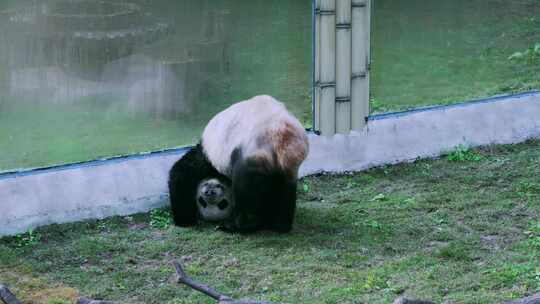 动物园大熊猫行走打滚视频素材模板下载