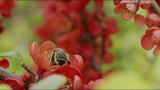 蜜蜂，授粉，花卉，花园