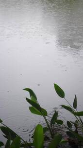 下雨天雨水滴落在池塘