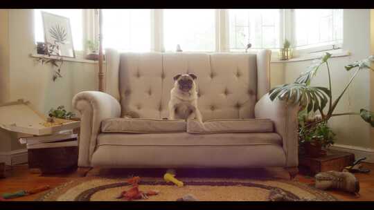 哈巴狗坐在客厅玩具前的沙发上