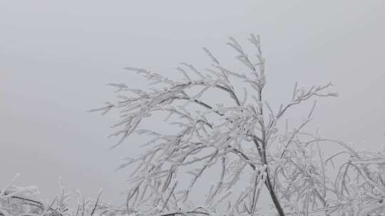 雾凇雪景2