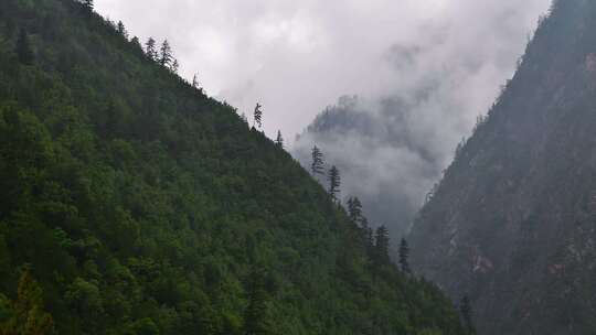 山峰森林云雾