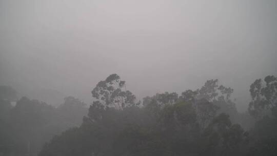 狂风暴雨风吹打树木森林下雨大雨雷陈雨闪电视频素材模板下载