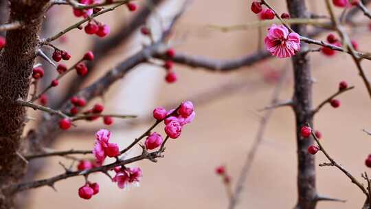 特写粉色梅花绽放枝头