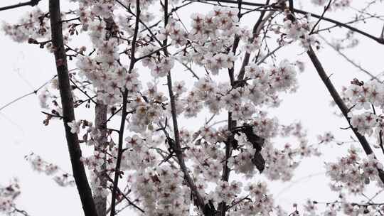 春天阳光下的樱花花朵