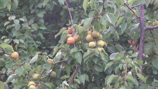 果树硕果累累黄杏结满枝头