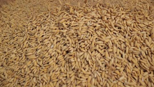 饱满的大米掉落在簸箕上粮食