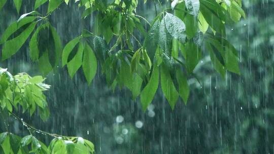 暴雨中的树叶随风飘摇升格视频素材