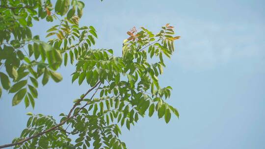 夏日树叶蜜蜂蝴蝶