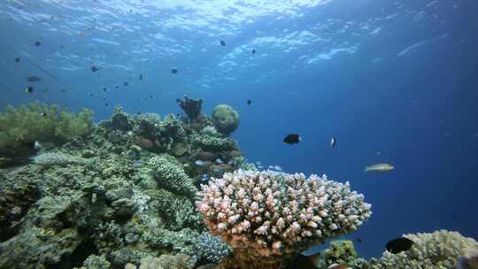 水下场景海洋生物