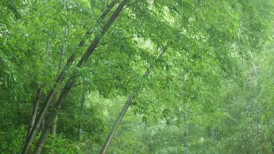 下雨天茂密的竹林枝叶繁茂生机勃勃的景象