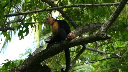 猴子在树上吃东西