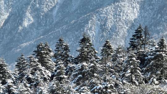 航拍湖北神农架原始森林群山冬季雪景雪松