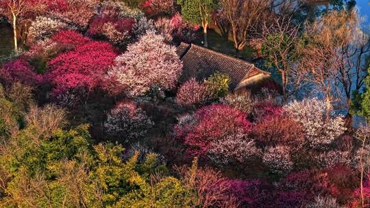 西溪湿地梅花航拍