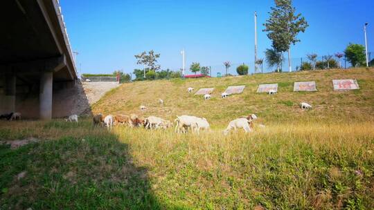 4K高清实拍罗纹河河边的羊群河畔牧羊散养羊