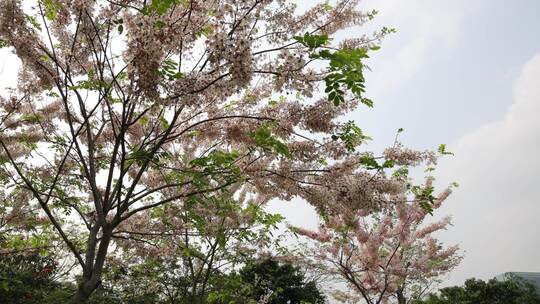 泰国樱花、花旗木