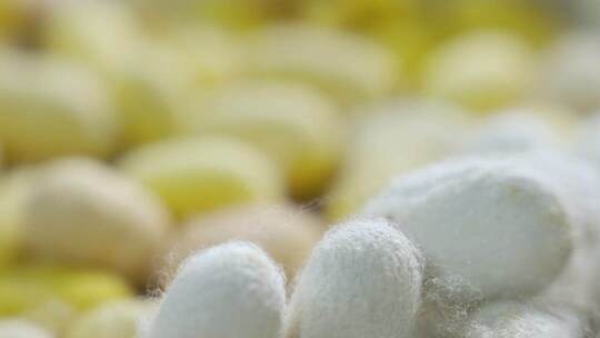 浙江湖州蝉丝蚕宝宝织蝉丝布古代古老织布机