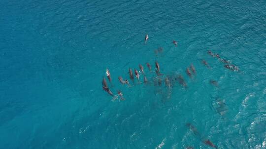 航拍海面上的海豚群