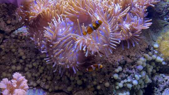 水族馆泊松