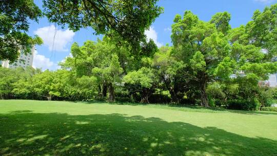 夏天蓝天白云阳光草坪草地绿地树林森林公园