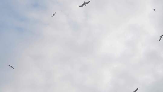 天空中盘旋飞翔的海鸥视频素材模板下载