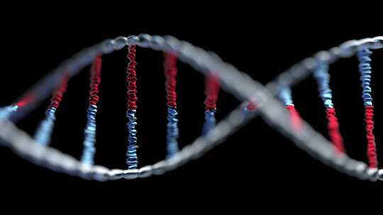 循环的DNA螺旋染色体