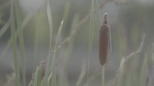 夏日吹风芦苇芦花水草慢镜头