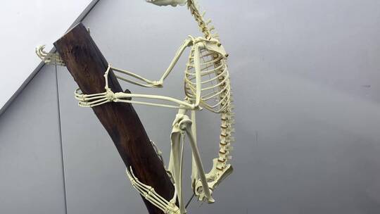 【镜头合集】灵长类生物骨骼猴子骨骼