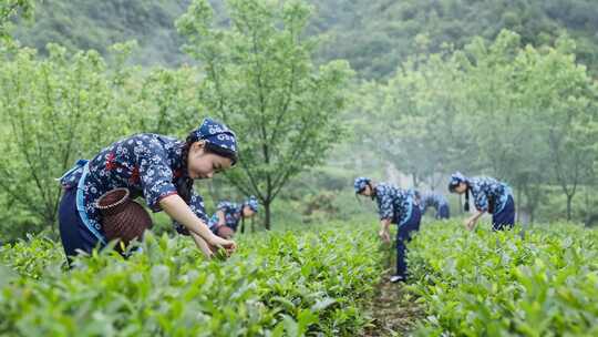 采茶女 茶园 种茶 岩茶 武夷山 大红袍