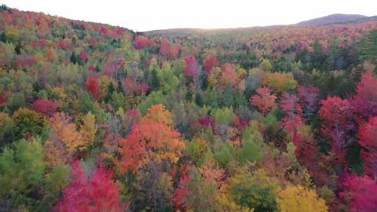 红叶秋天秋季森林风景视频素材模板下载