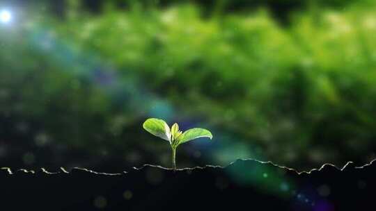 植物种子发芽破土而出延时摄影