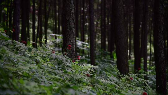 人参种植人参籽特写