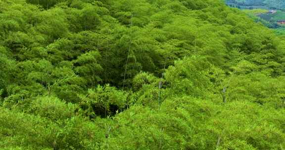 青山竹海竹山竹林竹子