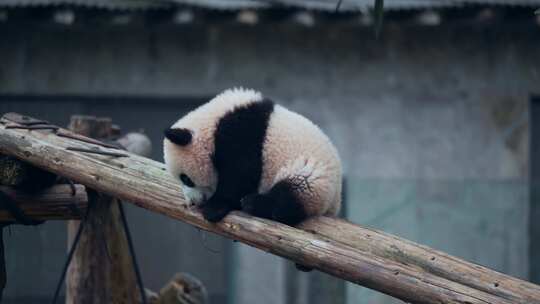 大熊猫幼崽宝宝视频素材模板下载