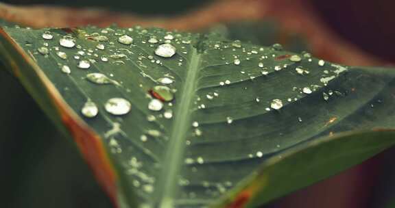 夏天雨后池塘里的荷叶