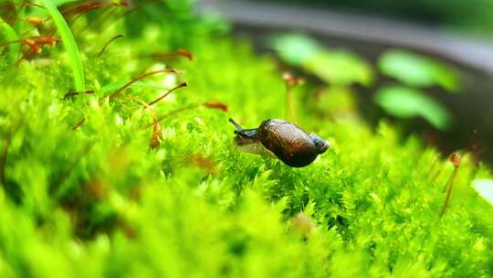 春天春雨中爬行的蜗牛