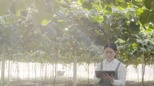 年轻女性农场主使用平板电脑管理猕猴桃果园