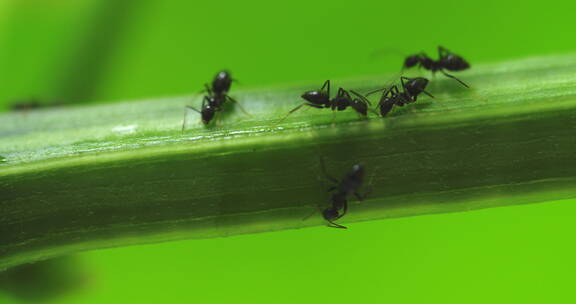 瓜藤上爬行的蚂蚁