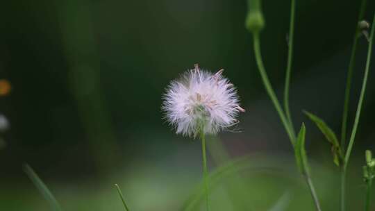 蒲公英开花