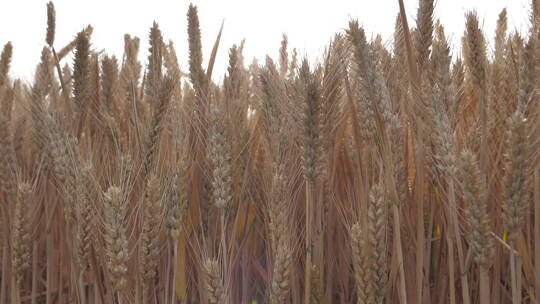 芒种麦田收割机收割小麦