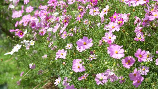 格桑花鲜花花朵微距特写