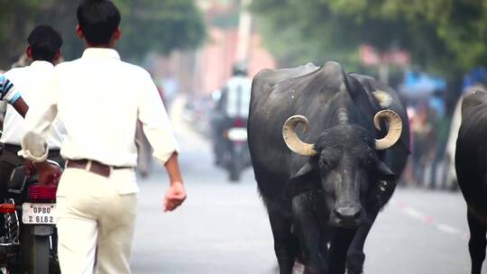 印度公牛走在城市道路上