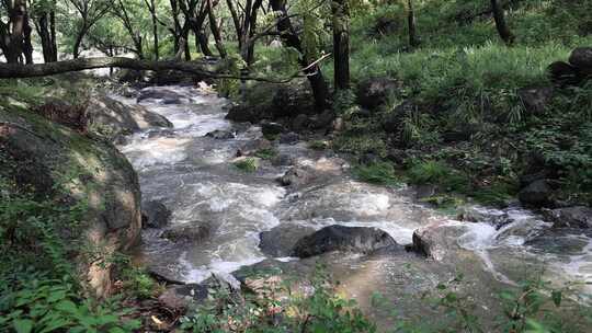 森林中 山泉小溪水