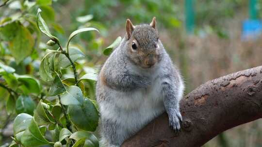 东灰松鼠（Sciurus carolin