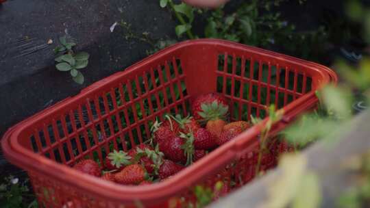 草莓落进篮筐