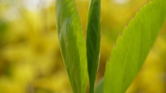 【镜头合集】微距花蕊连翘迎春花