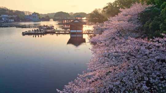 杭州西湖樱花