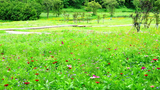 公园草丛花山林平移