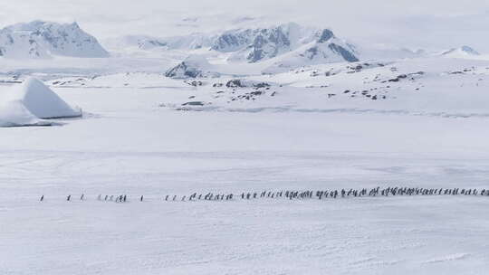 移动的企鹅群。南极洲航拍。